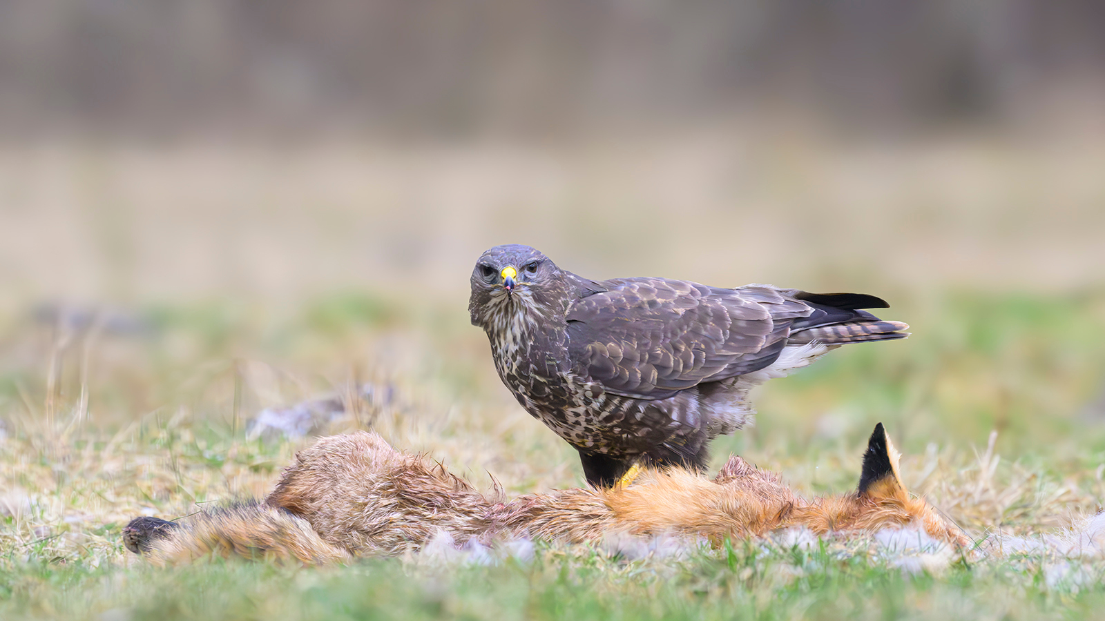 BUZZARD ON A FOX CARCASS POLAND by Phil Drury